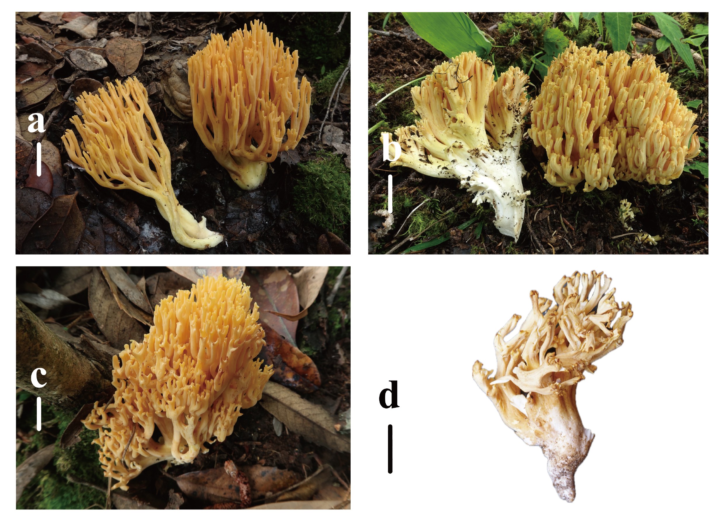 Figure 39